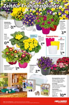 Blumentopf im Hellweg Prospekt "Innenausbau leicht gemacht" mit 16 Seiten (Essen)