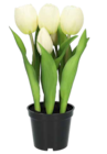 Promo Tulipes en pot à 5,99 € dans le catalogue Wibra à Capinghem
