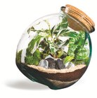 Promo Terrarium Kuego à 42,99 € dans le catalogue Truffaut à Limoges