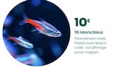 Promo 10 néons bleus à 10,00 € dans le catalogue Truffaut à Arcueil