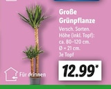 Aktuelles Große Grünpflanze Angebot bei Lidl in Dresden ab 12,99 €