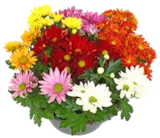 Chrysantheme von  im aktuellen Kaufland Prospekt für 2,22 €
