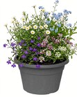 Aktuelles Blumentopf Dahlia Angebot bei Wreesmann in Cottbus ab 1,79 €