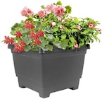 Aktuelles Fuchsien Angebot bei Thomas Philipps in Mülheim (Ruhr) ab 2,99 €