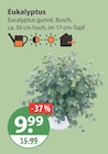 Eukalyptus im V-Markt Prospekt Eukalyptus von im aktuellen V-Markt Prospekt für 9,99 €