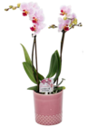 Orchidee 'Little Kolibri' im aktuellen Hagebaumarkt Prospekt für 9,99 €