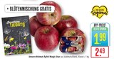 Aktuelles Unsere Heimat Äpfel Magic Star Angebot bei Marktkauf in Ulm ab 1,99 €