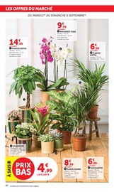 Promos Plantes dans le catalogue "SUPER U" de Super U Plantes en promo dans le catalogue Super U à la page 42