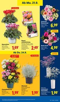 Zimmerpflanzen im aktuellen Lidl Prospekt (Stuttgart) Zimmerpflanzen im Lidl Prospekt "LIDL LOHNT SICH" mit 65 Seiten (Stuttgart)