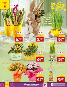 Pflanzen im Netto Marken-Discount Prospekt "Aktuelle Angebote" mit 65 Seiten (Aachen)