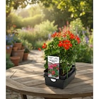 Géranium en promo chez Carrefour Noisy-le-Grand à 6,50 €