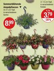 Sommerblühende Ampelpflanzen von  im aktuellen V-Markt Prospekt für 8,99 €