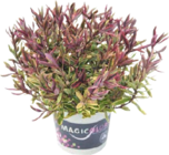 Strauchveronika (Hebe 'Magicolors') von  im aktuellen Globus-Baumarkt Prospekt für 1,99 €