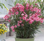 Oleander-Busch von Kölle für 24,99 € bei Pflanzen Kölle im Angebot Oleander-Busch von Kölle im aktuellen Pflanzen Kölle Prospekt