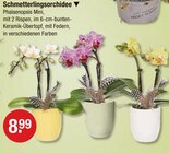 Schmetterlingsorchidee von  im aktuellen V-Markt Prospekt für 8,99 €