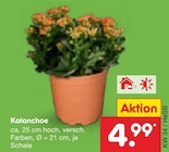 Aktuelles Kalanchoe Angebot bei Netto Marken-Discount in Hamburg ab 4,99 €