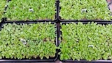 Feldsalat bei BayWa AG im Ilsfeld Prospekt für 2,19 €