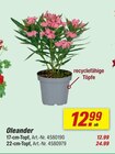 Aktuelles Oleander Angebot bei toom Baumarkt in Freiburg (Breisgau) ab 12,99 €