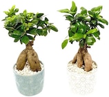 Ginseng Bonsai »Pure Balance« im Angebot bei REWE in Bottrop Ginseng Bonsai »Pure Balance« Angebote bei REWE Bottrop für 9,99 €