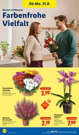 Blumen im Lidl Prospekt in Lehrte Aktueller Lidl Prospekt mit Blumen, "LIDL LOHNT SICH", Seite 26