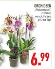 Orchideen im Angebot bei Marktkauf in Münster Orchideen Angebote bei Marktkauf Münster für 6,99 €