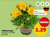 Mädchenauge im Angebot bei Penny in Falkensee Mädchenauge Angebote bei Penny Falkensee für 1,29 €