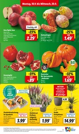 Pflanzen im Lidl Prospekt in Leipzig Aktueller Lidl Prospekt mit Pflanzen, "LIDL LOHNT SICH", Seite 3