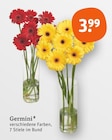 Germini für 3,99 € bei tegut im Angebot Germini im aktuellen tegut Prospekt
