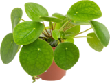 Botanic Épinal - Promo Pilea Peperomioides Promo Pilea Peperomioides à 5,99 € dans le catalogue Botanic à Épinal