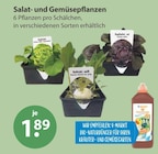 Salat- und Gemüsepflanzen Angebote bei V-Markt Augsburg für 1,89 €