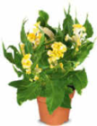 Aktuelle Pflanzen Angebote bei Netto Marken-Discount in Freiburg (Breisgau) Aktuelles Celosia Hahnenkamm Angebot bei Netto Marken-Discount in Freiburg (Breisgau) ab 2,99 €