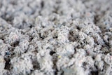 Ouate de cellulose en vrac bio-sourcée - JETFIB - Gedimat Ouate de cellulose en vrac bio-sourcée - JETFIB à 12,95 € dans le catalogue Gedimat