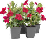 Dipladénia en promo chez Delbard Dipladénia dans le catalogue Delbard