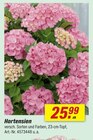 Aktuelle Hortensie Angebote bei toom Baumarkt in Bremen Aktuelles Hortensien Angebot bei toom Baumarkt in Bremen ab 25,99 €