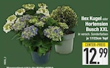 E center Traunreut - Ilex Kugel Angebot im Prospekt Ilex Kugel bei E center im Traunreut Prospekt für 12,99 €