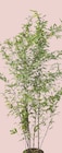 Collection de bambous en promo chez Botanic Collection de bambous dans le catalogue Botanic