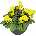 Hornveilchen/Stiefmütterchen im aktuellen OBI Prospekt