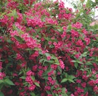 Ma Jardinerie Illzach - Promo Weigela bristol ruby, kosteriana variegata, snowflake Promo Weigela bristol ruby, kosteriana variegata, snowflake à 5,99 € dans le catalogue Ma Jardinerie à Illzach