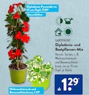Dipladenia-Pyramide von Gardenline im aktuellen ALDI SÜD Prospekt für 1,29 €