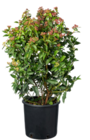 Blumen Ostmann Oldenburg - Lorbeer-Schneeball Angebot im Prospekt Lorbeer-Schneeball bei Blumen Ostmann im Oldenburg Prospekt für 12,99 €