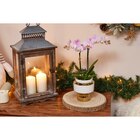 Orchidée en promo chez Carrefour Créteil à 10,99 €