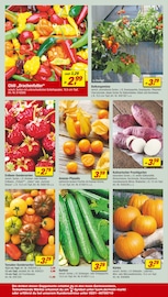 Erdbeerpflanzen Angebote im Prospekt "Respekt, wer's selber macht." von toom Baumarkt auf Seite 16