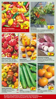 Physalis Angebot im aktuellen toom Baumarkt Prospekt auf Seite 16