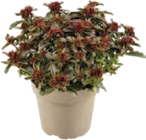 Fetthenne (Sedum) Angebote bei Globus-Baumarkt Homburg für 2,99 €