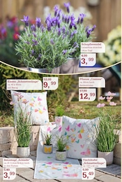 Aktueller Garten-Center Nordharz GmbH & Co. KG Prospekt mit Lavendel, "Frühling pflanzen. Ostern genießen.", Seite 6