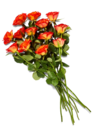 Aktuelle Pflanzen Angebote bei Kaufland in Solingen (Klingenstadt) Aktuelles Rose Angebot bei Kaufland in Solingen (Klingenstadt) ab 3,99 €