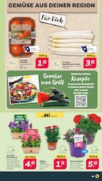 Blumenampel Angebot & Preis im aktuellen Netto mit dem Scottie Prospekt Blumenampel Angebot im aktuellen Netto mit dem Scottie Prospekt auf Seite 3