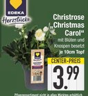 Christrose „Christmas Carol“ von EDEKA Herzstücke im aktuellen EDEKA Prospekt für 3,99 €