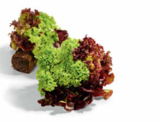 Salat mit Wurzelballen im Angebot bei Netto Marken-Discount in Erfurt Salat mit Wurzelballen Angebote von HEIMAT bei Netto Marken-Discount Erfurt für 0,99 €