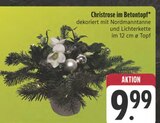 Aktuelles Christrose im Betontopf Angebot bei E center in Jena ab 9,99 €